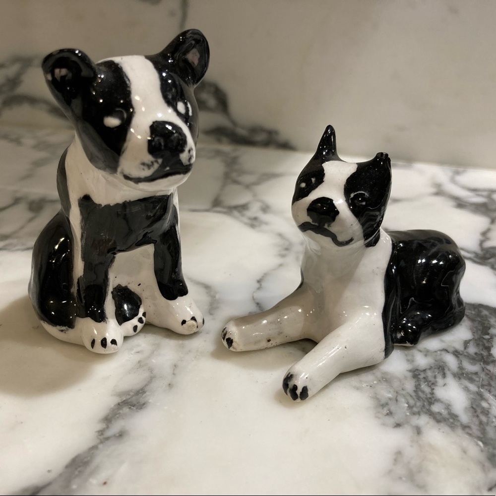 Boston Terrier Dogs